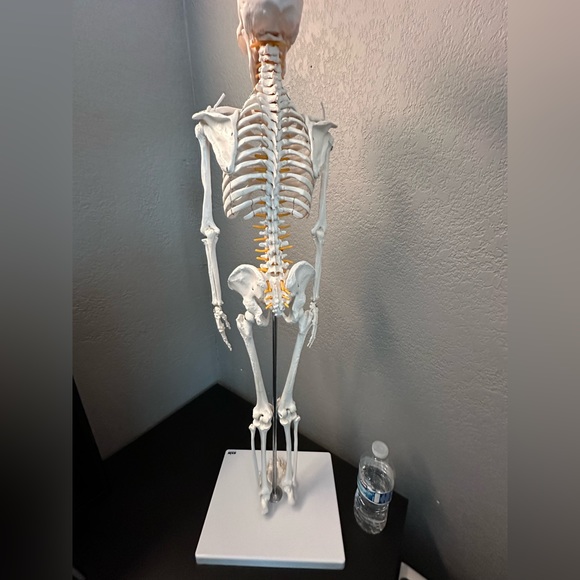 Skeleton Model - Picture 2 of 5